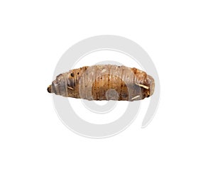 Maggot on a white background