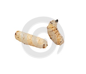 Maggot on a white background photo