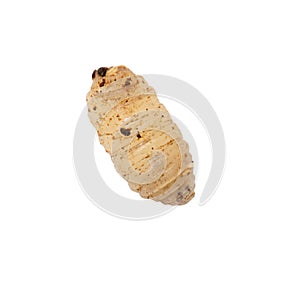 Maggot on a white background