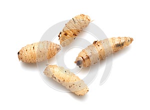 Maggot on a white background