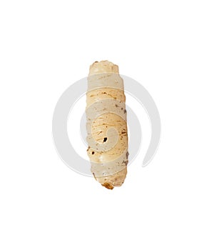 Maggot on a white background
