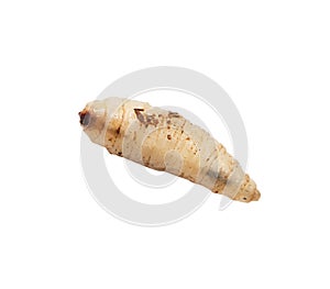 Maggot on a white background