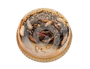 Maggot on a white background