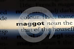 maggot