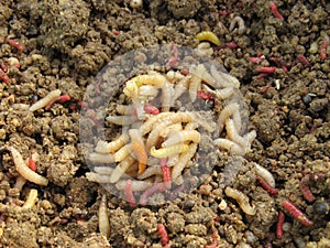 Maggots