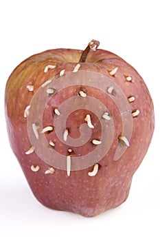Maggots on apple