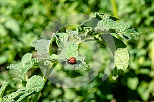 Maggots of the colorado beetle feeding upon the potato bush