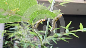 Maggots feeding on rose leafs