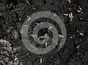 Maggots in fish feed