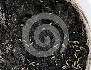 Maggots in fish feed