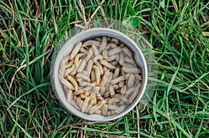 Maggots is a good bait at catching any fish