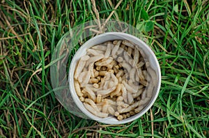 Maggots is a good bait at catching any fish