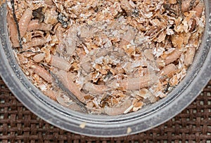 Maggots larvae of flies as background