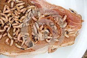 Maggots on pork chop