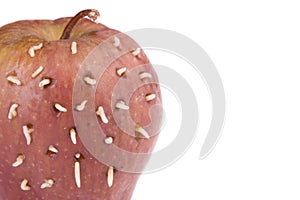 Maggots on rotten apple photo