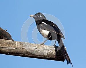 Maghreb Ekster, Maghreb Magpie, Pica mauritanica