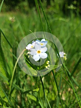 Magia primaverii insorite