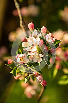 Magic apple tree blooms in spring