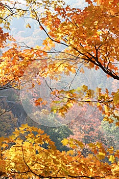 Magic of autumn forest