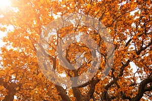 Magic autumn oak leaves in sunshine. Nature background in autumn