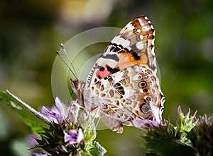 Magic background with painted lady butterfly. Close up photo of butterfly on a garden flower