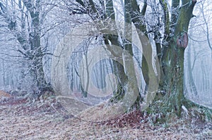 Magic beautiful misty forest in winter or autumn season