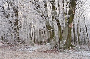 Magic beautiful misty forest in winter or autumn season