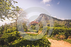 Magic beautiful view from little Adams peak at Sri Lanka.