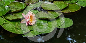 Magic big bright orange-pink water lily or lotus flower Perry`s Orange Sunset with water drops in pond.