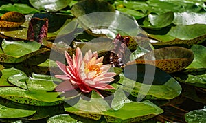 Magic big bright orange-pink water lily or lotus flower Perry`s Orange Sunset with water drops in pond.  Summer flower