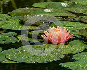 Magic big bright orange-pink water lily or lotus flower Perry`s Orange Sunset with water drops in pond.  Summer flower