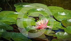 Magic big bright orange-pink water lily or lotus flower Perry`s Orange Sunset with water drops in pond. Summer flower