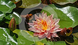 Magic big bright orange-pink water lily or lotus flower Perry`s Orange Sunset with water drops in pond.  Summer flower landscape