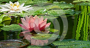 Magic big bright pink-orange water lily or lotus flower Perry`s Orange Sunset in pond. Nymphaea with water drops