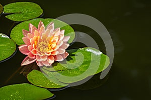 Magic big bright pink water lily or lotus flower Perry`s Orange Sunset in garden pond. Nymphaea with water drops on the petals