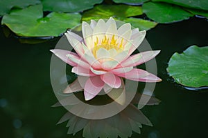 Magic big bright pink water lily or lotus flower Perry`s Orange Sunset in pond
