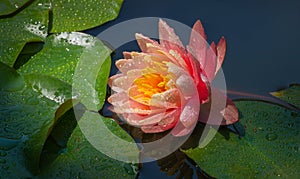 Magic big bright pink water lily or lotus flower Perry`s Orange Sunset in pond. Close-up of Nymphaea with water drops.