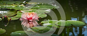 Magic big bright pink water lily or lotus flower Perry`s Orange Sunset in pond. Nymphaea reflected in water. Flower landscape
