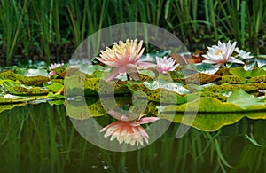 Magic big bright pink water lily or lotus flower Perry`s Orange Sunset in pond. Nymphaea reflected in water. Flower landscape