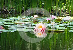 Magic big bright pink water lily or lotus flower Perry`s Orange Sunset in pond. Nymphaea reflected in water. Flower landscape