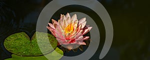 Magic big bright pink water lily or lotus flower Perry`s Orange Sunset in pond. Nymphaea with water drops. Flower landscape