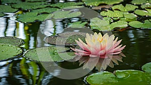 Magic big bright pink water lily or lotus flower Perry`s Orange Sunset in pond. Nymphaea with water drops, reflected in water.