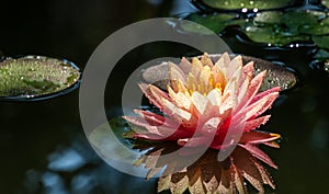 Magic big bright pink water lily or lotus flower Perry`s Orange Sunset in pond. Nymphaea with water drops, reflected in water.