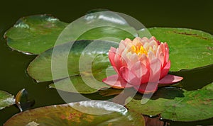 Magic big bright pink water lily or lotus flower Perry`s Orange Sunset with spotted colorful leaves in old garden pond