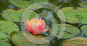 Magic big bright pink water lily or lotus flower Perry`s Orange Sunset with spotted colorful leaves in old garden pond.