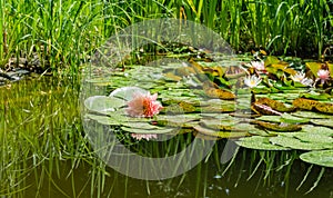 Magic big bright pink water lily or lotus flower Perry`s Orange Sunset with water drops in pond. Nymphaea and green plants