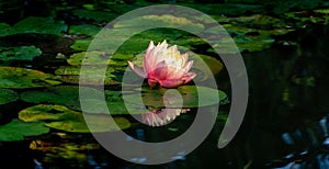 Magic big bright pink water lily or lotus flower Perrys Orange Sunset in pond. Magical Nymphaea above green leaves