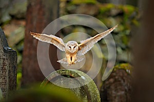 Magic bird barn owl, Tito alba, flying above stone fence in forest cemetery. Wildlife scene nature. Animal behaviour in wood. Barn
