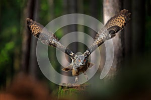 Magic bird barn owl, Tito alba, flying above stone fence in forest cemetery. Wildlife scene nature. Urban wildlife. Animal behavio