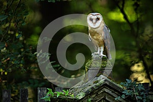 Magic bird barn owl, Tito alba, sitting on stone fence in forest cemetery